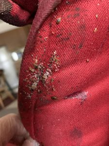 Bed Bug remnants on red fabric