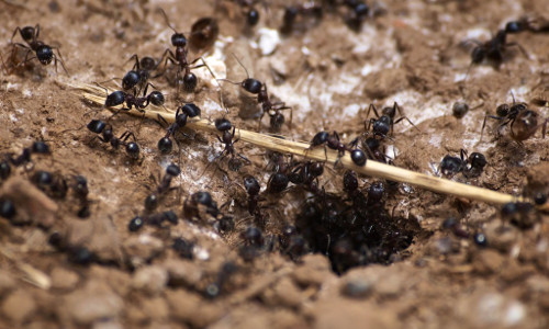 Ant Pest Control Columbus Ohio 1 Carpenter Ant colony moving a stick