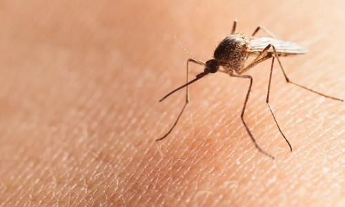 How to Get Rid of Mosquitoes 7 Mosquito 2
