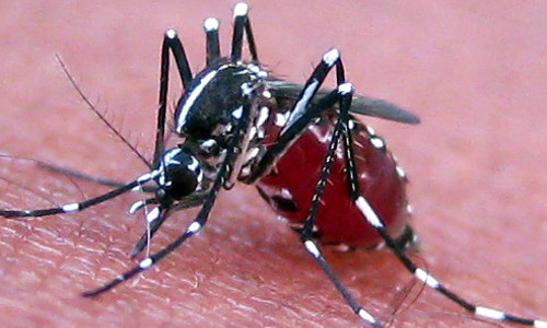 Mosquito Pest Control