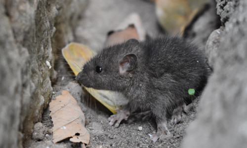 What are mice and rats attracted to and what do they eat? 1 house mouse