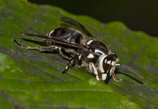 Tick Pest Control Columbus Ohio 10 Bald Faced Hornet