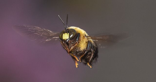 Stinging Insect Pest Control Columbus Ohio 1 Bumble bee flying
