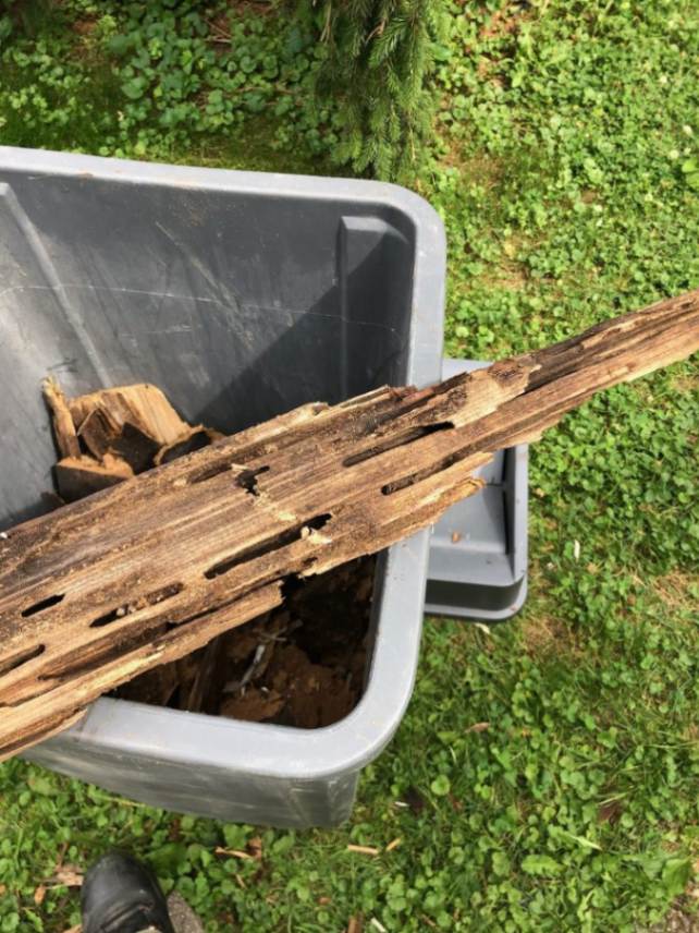 Termite Pest Control Columbus Ohio 4 7AEE906A AA67 4BB4 A176 C8329C331993 e1673377550440