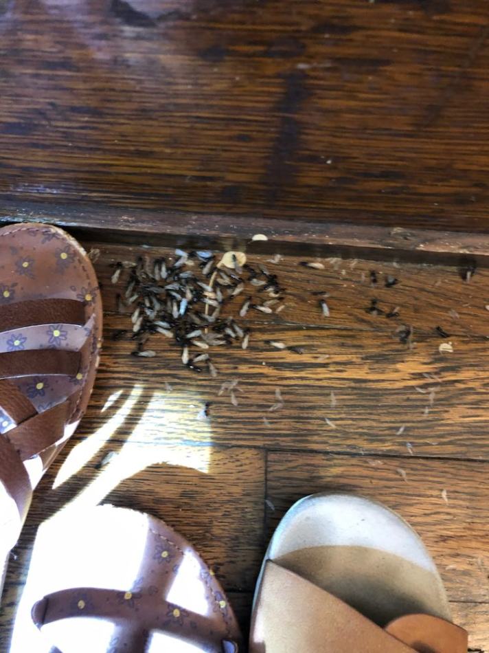 Termite Pest Control Columbus Ohio 6 termite swarmers