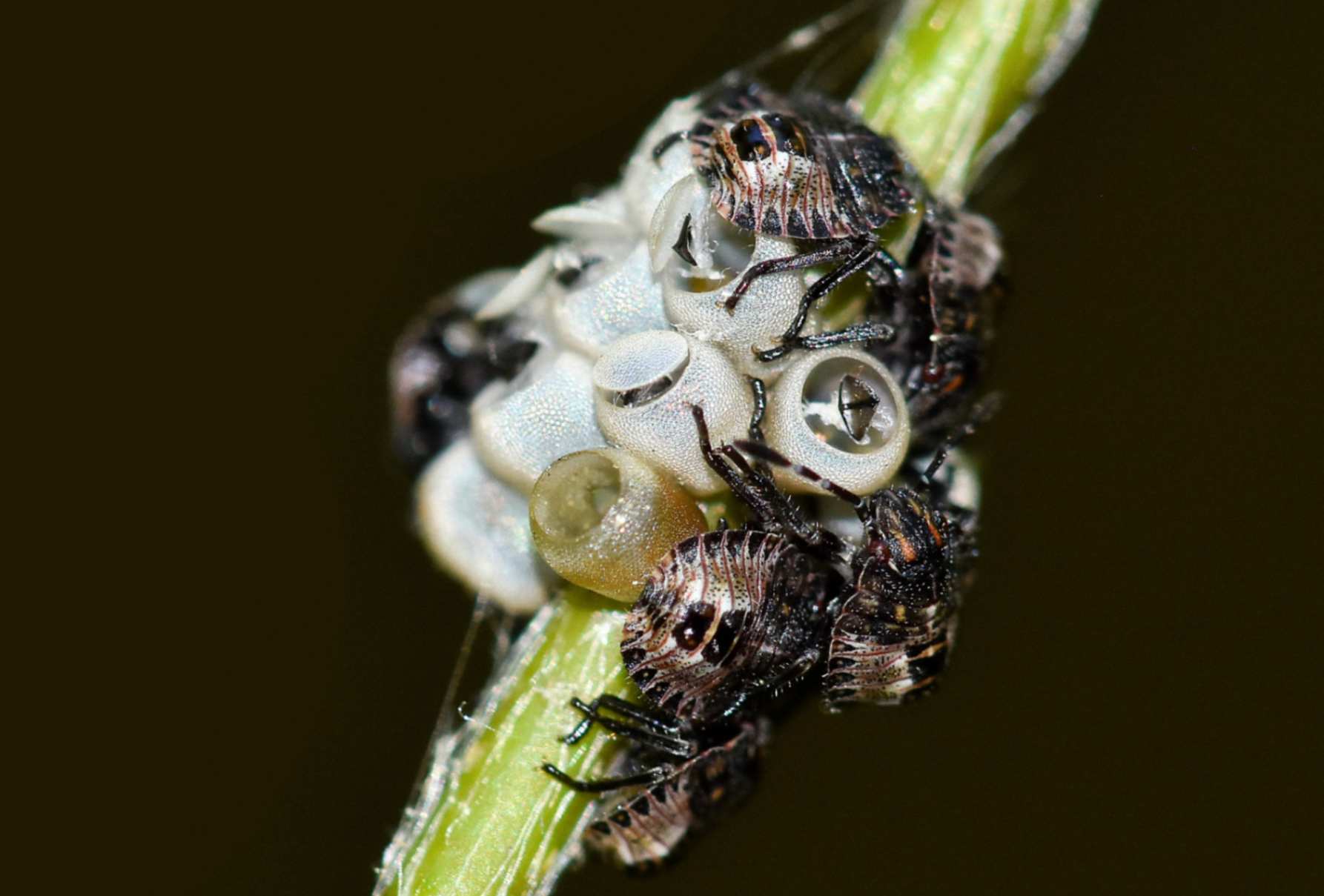 Stink Bug Pest Control Columbus Ohio 5 young stink bugs and eggs