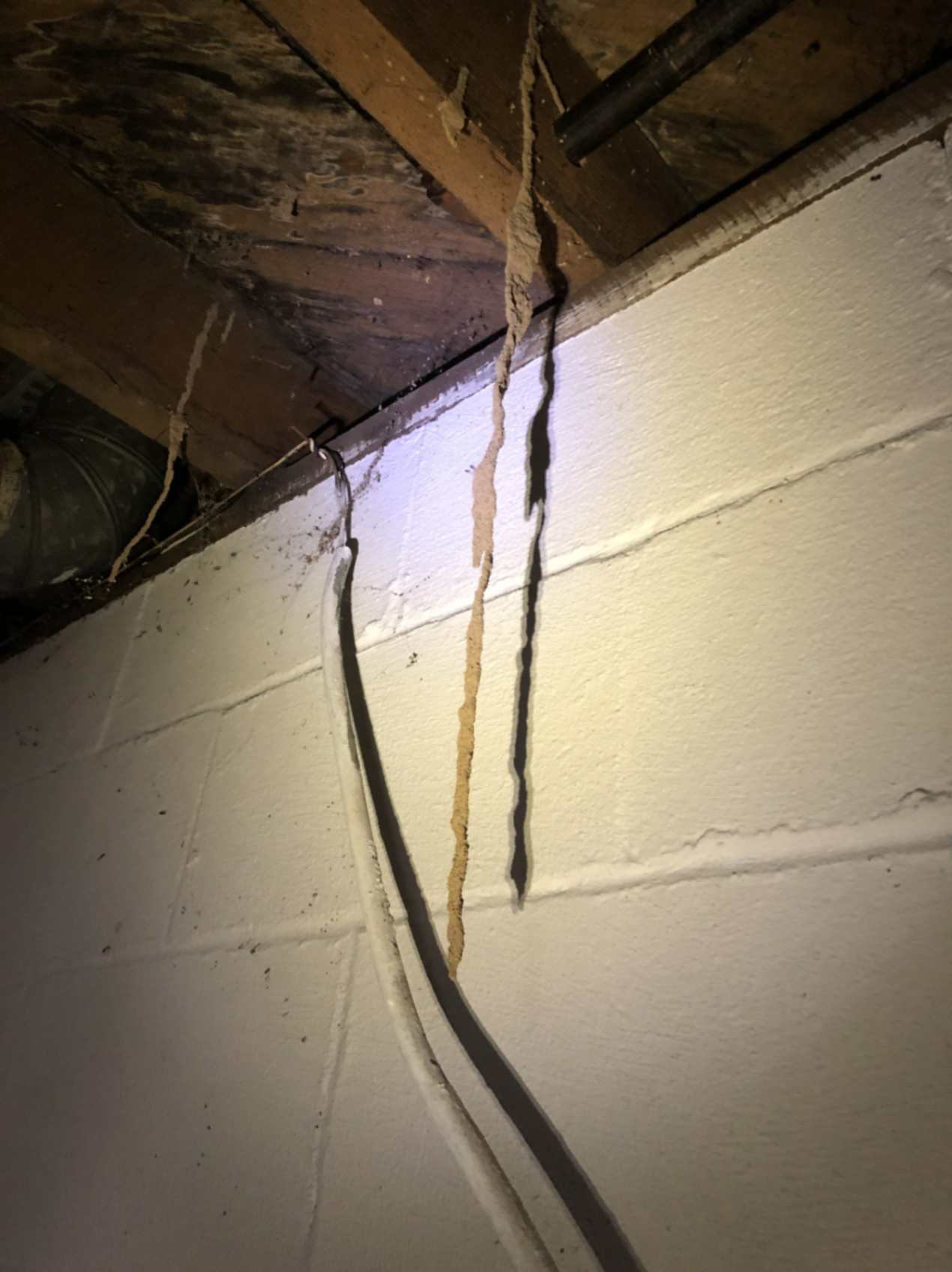 Termite Pest Control Columbus Ohio 3 Termite Mud Tube Hanging