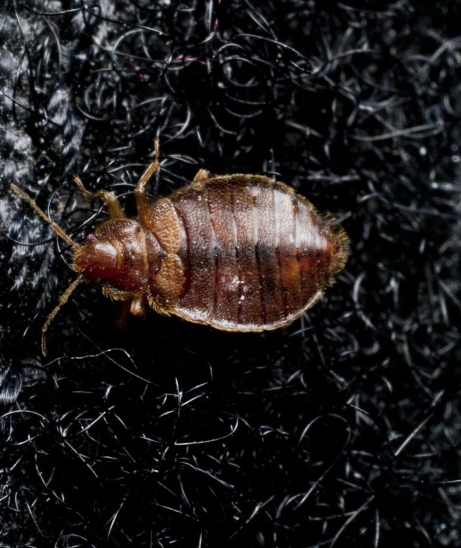 Bed Bug Pest Control Columbus Ohio 15 bed bug on velcro scaled e1673377718691