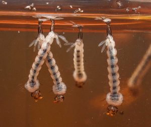 Mosquito Pest Control Columbus Ohio 13 Aedes aegypti larvae