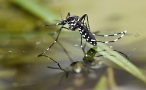 Mosquito Pest Control Columbus Ohio 14 Aedes albopictus on water 1