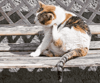 Flea Pest Control Columbus Ohio 6 cat- fleas