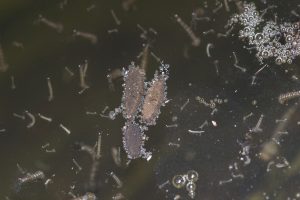 Mosquito Pest Control Columbus Ohio 12 Culex raft 2