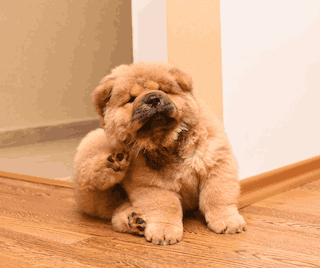 Flea Pest Control Columbus Ohio 7 dog- fleas