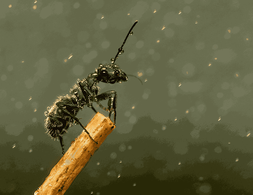 How do I get rid of ants? 7 ant in rain
