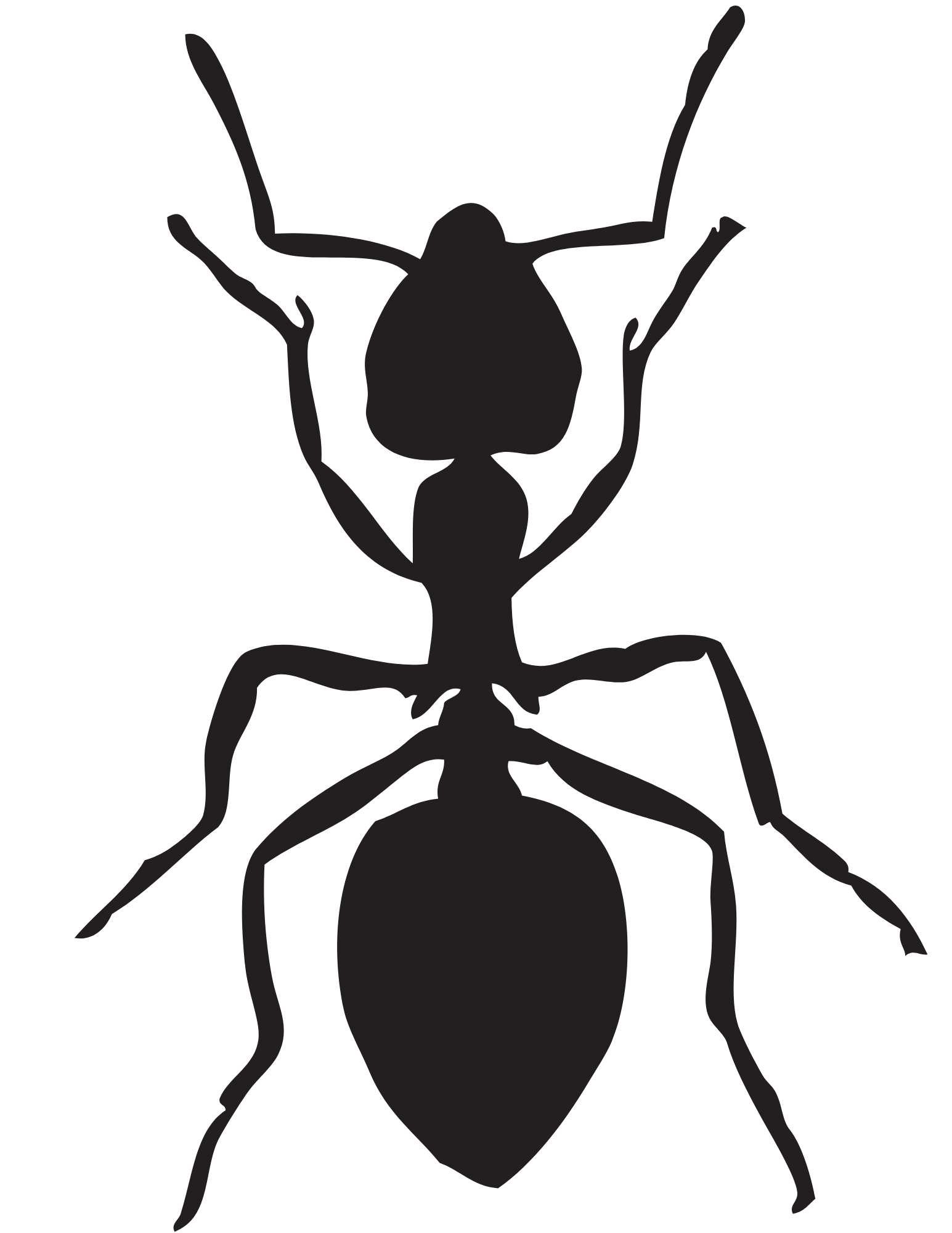 ant