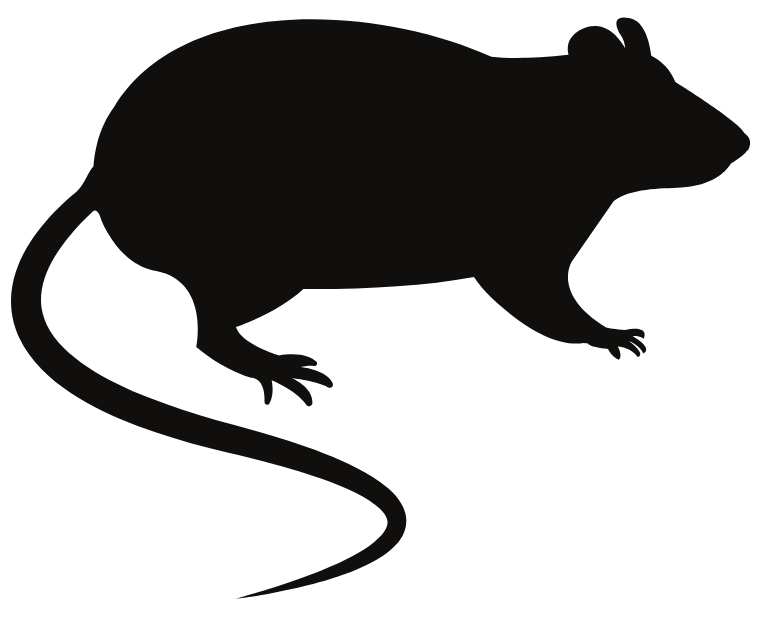 rodent