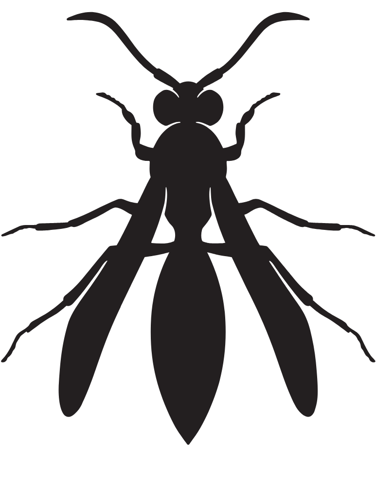 Homepage 6 stinging insect