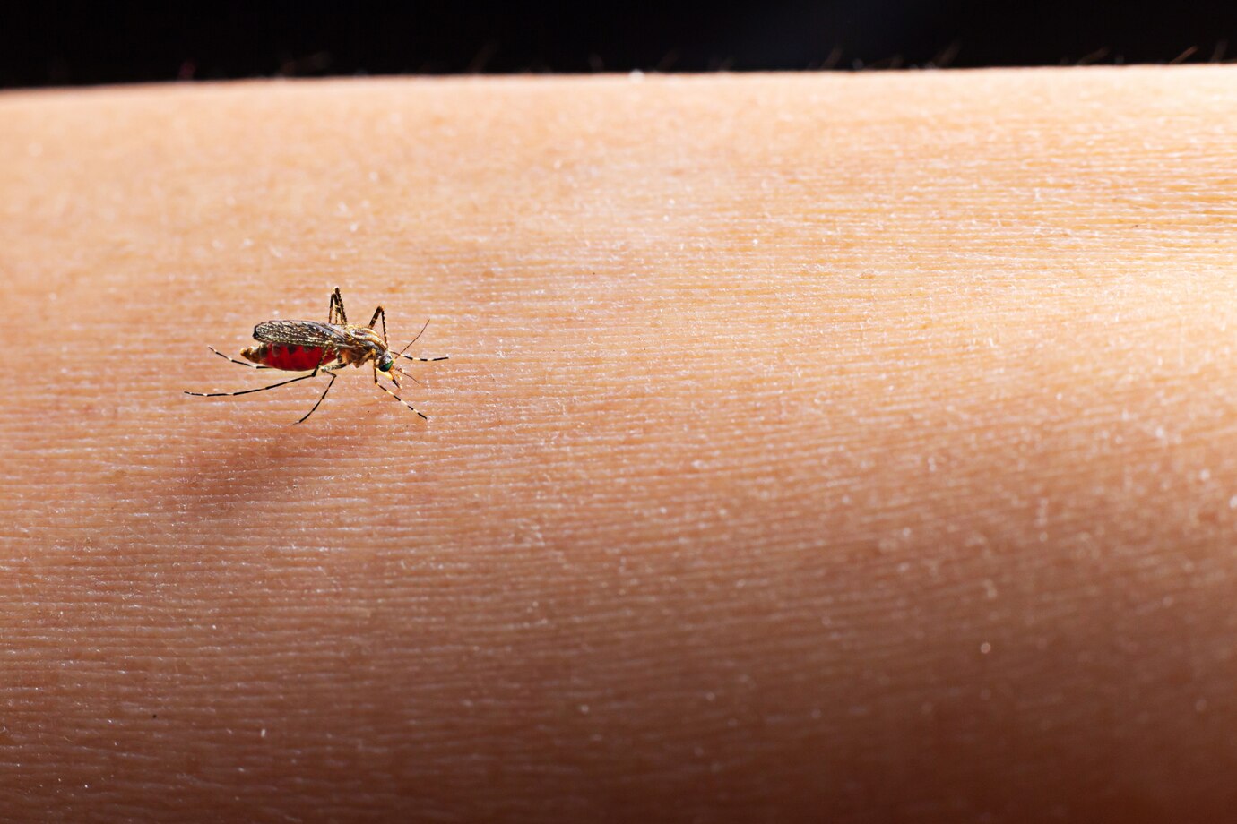 Flea Pest Control Columbus Ohio 3 close up mosquito sucking blood 1150 8036