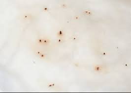 Flea Pest Control Columbus Ohio 2 images