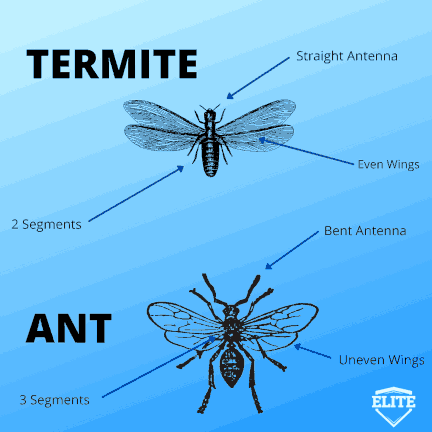 Termite Pest Control Columbus Ohio 17 termites vs ants diagram 432px