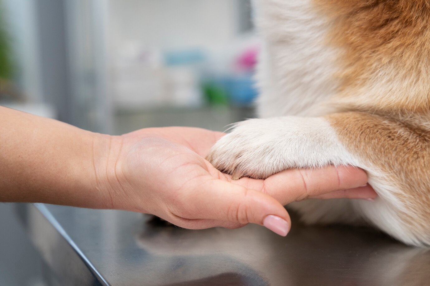 Flea Pest Control Columbus Ohio 1 veterinarian taking care pet dog 23 2149198651