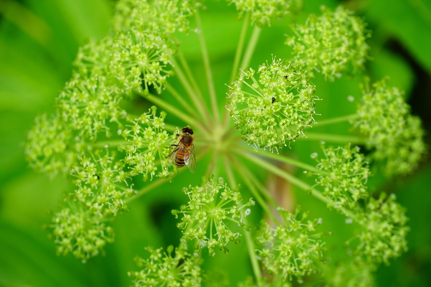 Stink Bug Pest Control Columbus Ohio 3 closeup shot bee white flower 181624 30055