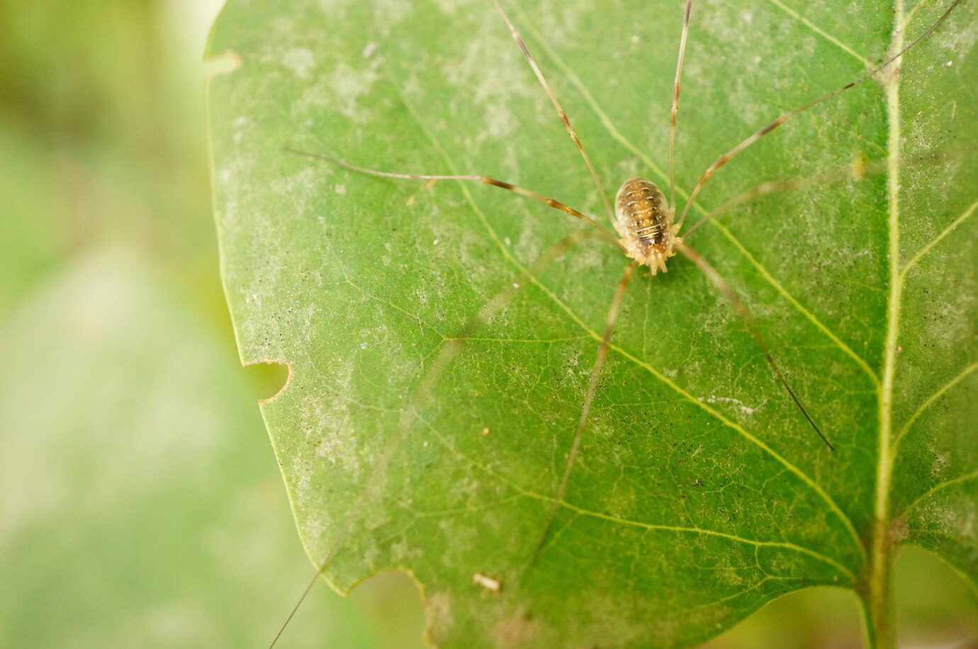 Fly Pest Control Columbus Ohio 7 closeup-shot-brown-arachnid-with-long-legs-leaf_181624-11693