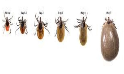 Tick Pest Control Columbus Ohio 7 tiks