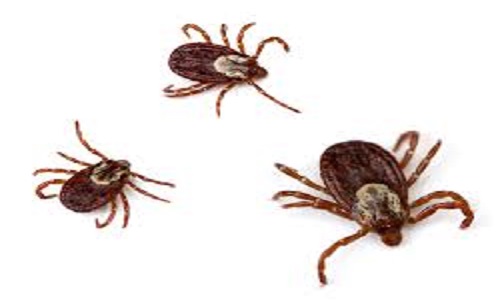 Tick Pest Control Columbus Ohio 6 tiks2