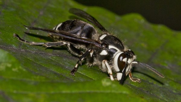 Bald Faced Hornet Bald Faced Hornet