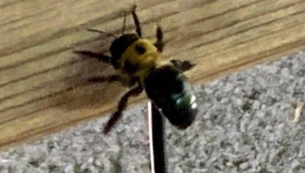 Carpenter Bee Carpenter Bee