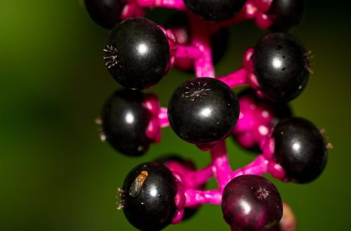 Fruit fly on berries Fruit fly on berries