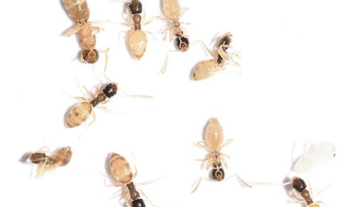 Ghost ant group Ghost ant group