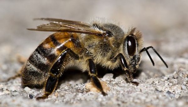 Honey bee Honey bee