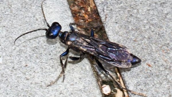 Mud Dauber (Organ Pipe) Mud Dauber (Organ Pipe)