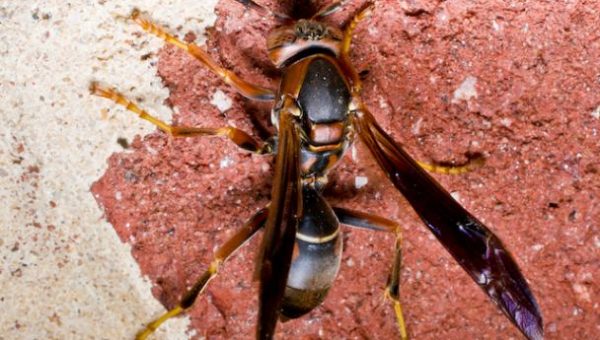 Paper wasp on brick paper wasp