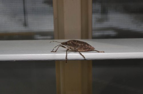 Stink bug on blind stink bug side