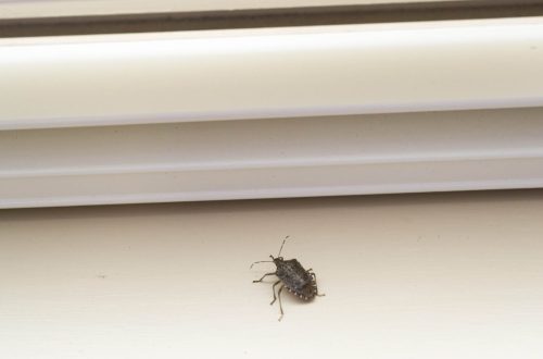 Stink bug on windowsill stink bug windowsill