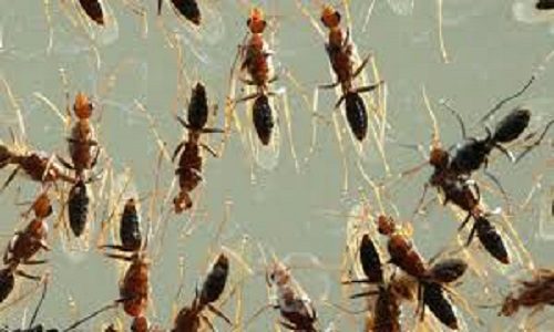 Swarms Swarms