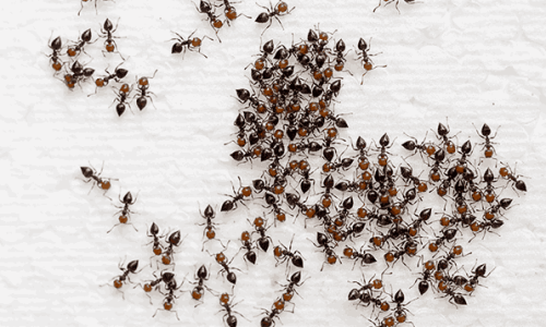 ants ants