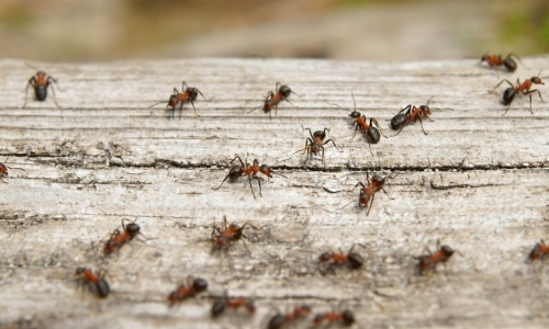 ants outside ants outside