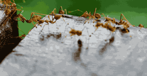 ants bridge ants