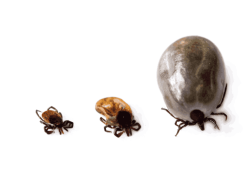 tick stages tick stages