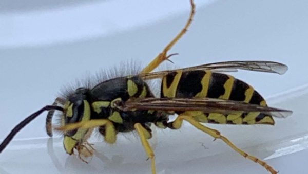 Yellow Jacket Yellow Jacket