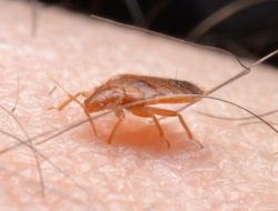 bed bug feeding on skin bed bug feeding on skin